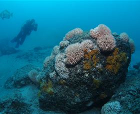 The Pines Dive Site - VIC Tourism 2