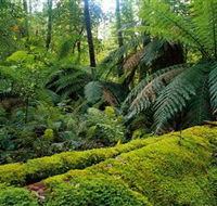 Errinundra National Park - VIC Tourism