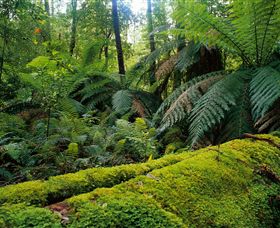 Errinundra National Park - VIC Tourism 0