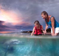 Tangalooma Dolphin Feeding - VIC Tourism