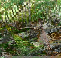 Wollumbin-Mount Warning National Park - VIC Tourism