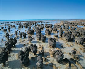 Hamelin Pool Stromatolites - VIC Tourism 0
