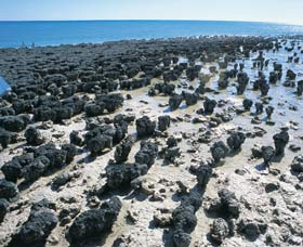 Hamelin Pool Stromatolites - VIC Tourism 1