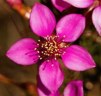 Flora - VIC Tourism