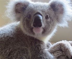 Koala Care Centre In Lismore - VIC Tourism 0