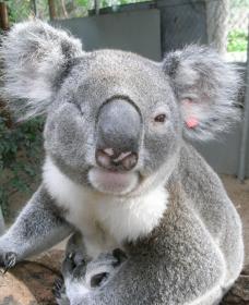 Koala Care Centre In Lismore - VIC Tourism 1