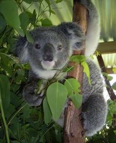 Koala Care Centre In Lismore - VIC Tourism 2