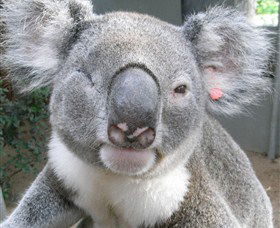 Koala Care Centre In Lismore - VIC Tourism 3
