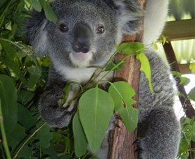Koala Care Centre In Lismore - VIC Tourism 4