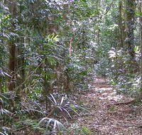 Big Scrub loop walking track - VIC Tourism