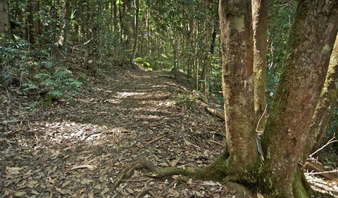 Whian Whian State Conservation Area - VIC Tourism 2