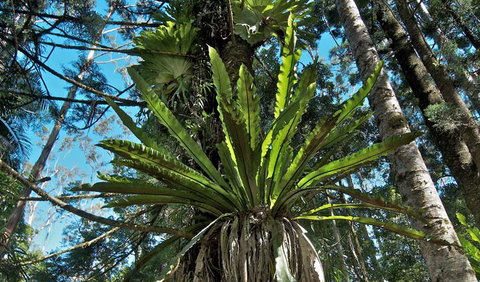 Whian Whian State Conservation Area - VIC Tourism 0