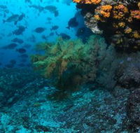 Henderson Rock Dive Site - VIC Tourism
