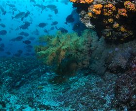 Henderson Rock Dive Site - VIC Tourism 0