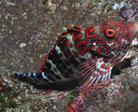 Henderson Rock Dive Site - VIC Tourism 3