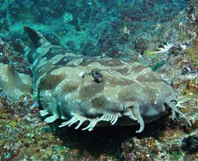 Henderson Rock Dive Site - VIC Tourism 2