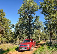 Wallingat Forest drive - VIC Tourism