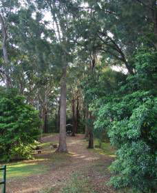 Orara East State Forest - VIC Tourism 1