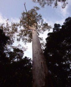 Orara East State Forest - VIC Tourism 3