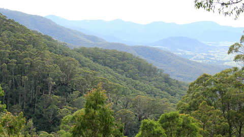 South East Forests National Park - VIC Tourism 1
