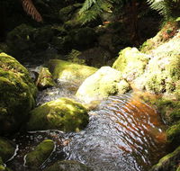 South East Forests National Park - VIC Tourism