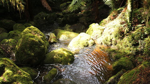 South East Forests National Park - VIC Tourism 0