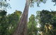 Burrawan State Forest - thumb 1