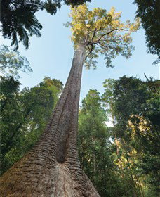 Burrawan State Forest - VIC Tourism 1