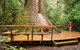 Burrawan State Forest - thumb 0