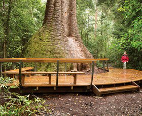 Burrawan State Forest - VIC Tourism 0