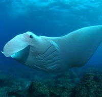 Manta Bommie Dive Site - VIC Tourism