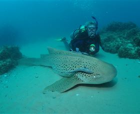 Manta Bommie Dive Site - VIC Tourism 1