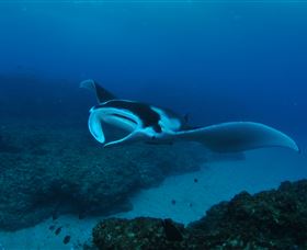 Manta Bommie Dive Site - VIC Tourism 2