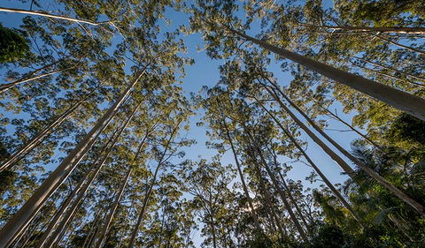 Queens Lake Nature Reserve - VIC Tourism 2