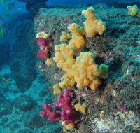 Shag Rock Dive Site - VIC Tourism