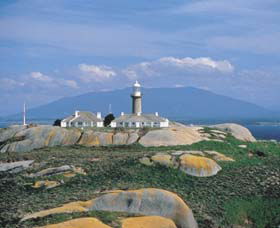 Montague Island Nature Reserve - VIC Tourism 0