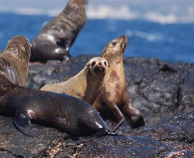 Montague Island Nature Reserve - VIC Tourism 2