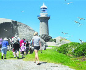 Montague Island Nature Reserve - VIC Tourism 3