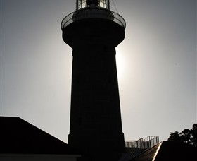 Montague Island Nature Reserve - VIC Tourism 4