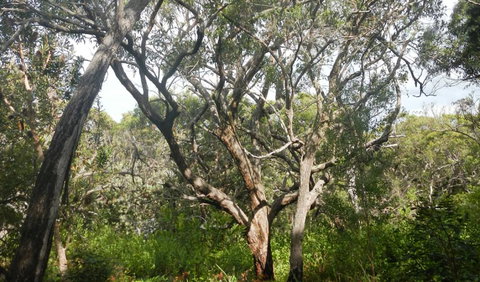 Kinchela Trig Lookout Walk - VIC Tourism 2