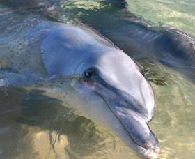 Dolphins Of Monkey Mia - VIC Tourism 0