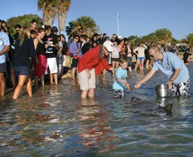 Dolphins Of Monkey Mia - VIC Tourism 1