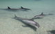 Dolphins Of Monkey Mia - thumb 2