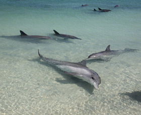 Dolphins Of Monkey Mia - VIC Tourism 2