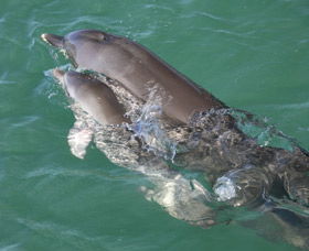 Dolphins Of Monkey Mia - VIC Tourism 3