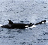 Killer Whale Trail - VIC Tourism
