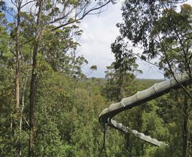 Tarkine Forest Adventures - Dismal Swamp - VIC Tourism 1