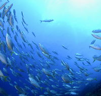 Cape Byron Marine Park - VIC Tourism