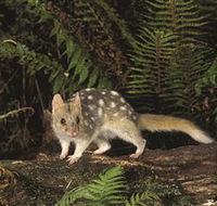 Tarkine Forest Reserve - VIC Tourism