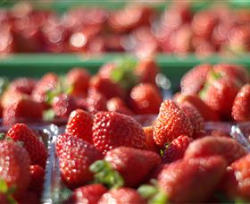 Turners Beach Berry Patch - VIC Tourism 0